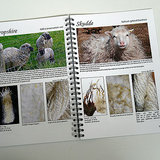 voorbeeld van de beschrijving van de wol per schapenras
